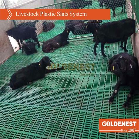 slatted floor for pigs|Plastic Flooring .